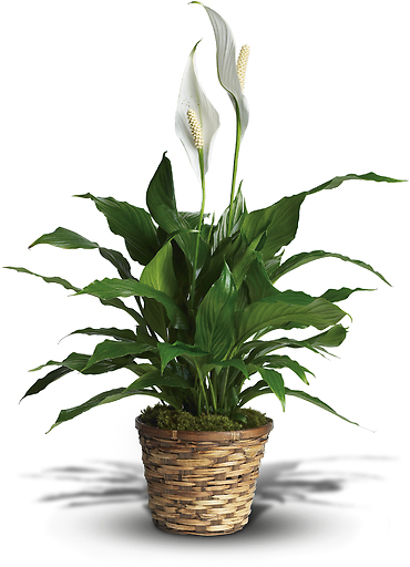 Peace Lily - Spathiphyllum